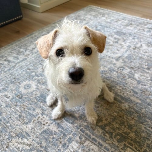 Photo of Bell-air FH, adoptable Bichon Frise in Sanford, Florida