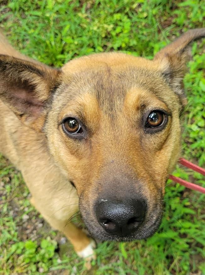 Photo of Heidi, adoptable German Shepherd Dog in Crossville, Tennessee