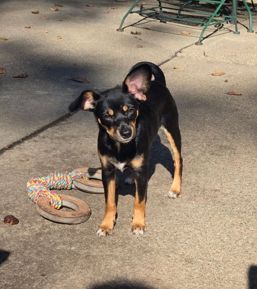 Photo of Raven, adoptable Miniature Pinscher in Belleuve, Nebraska