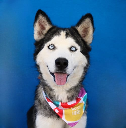 Photo of Ice, adoptable Siberian Husky in Pasadena, California