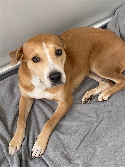 Photo of Rose, adoptable Labrador Retriever in Fayetteville, North Carolina