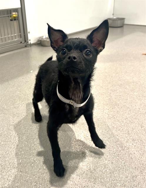 Photo of Muneca, adoptable Chihuahua in San Francisco, California