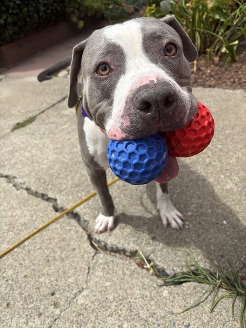 Photo of Cliffy, adoptable American Pit Bull Terrier in Berkeley, California