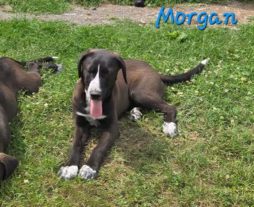 Photo of Morgan, adoptable Labrador Retriever in Rutledge, Tennessee