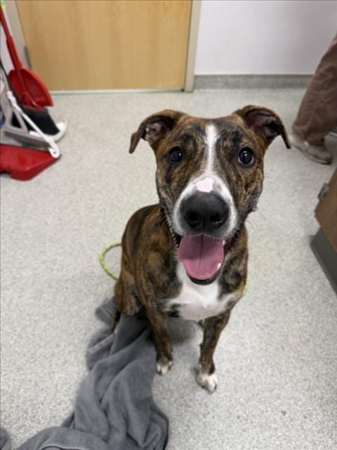 Photo of Reyna, adoptable Australian Shepherd in Fort Collins, Colorado