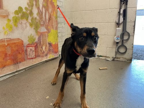 Photo of Rece, adoptable Australian Cattle Dog/Blue Heeler in San Bernardino, California