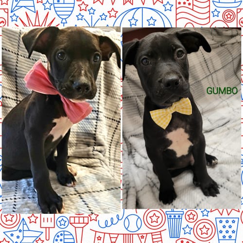 Photo of Gumbo, adoptable Labrador Retriever in Stanhope, New Jersey