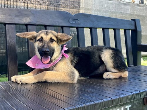 Photo of Lyla, adoptable German Shepherd Dog in Orange, California