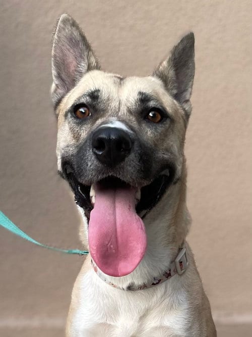 Photo of Gemma (Reduced Rover), adoptable Shepherd in New Orleans, Louisiana