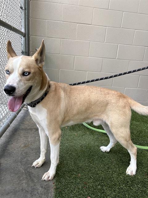 Photo of Hansen, adoptable Husky in Baytown, Texas