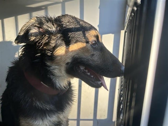 Photo of Senior German Shepherd Dog mix, adoptable German Shepherd Dog mix in Houston, Texas