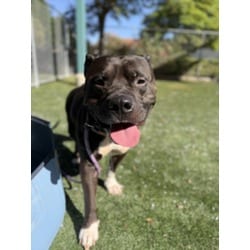 Photo of Beetlejuice, adoptable American Staffordshire Terrier in Chatsworth, California
