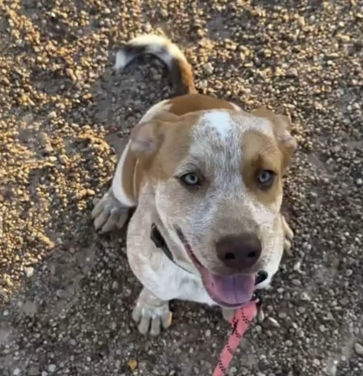 Photo of Little Red, adoptable Blue Heeler/Mixed Breed (Medium) in Saugus, Massachusetts