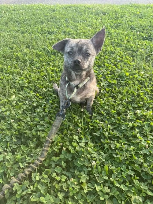 Photo of Mouse, adoptable Chihuahua in Germantown, Ohio