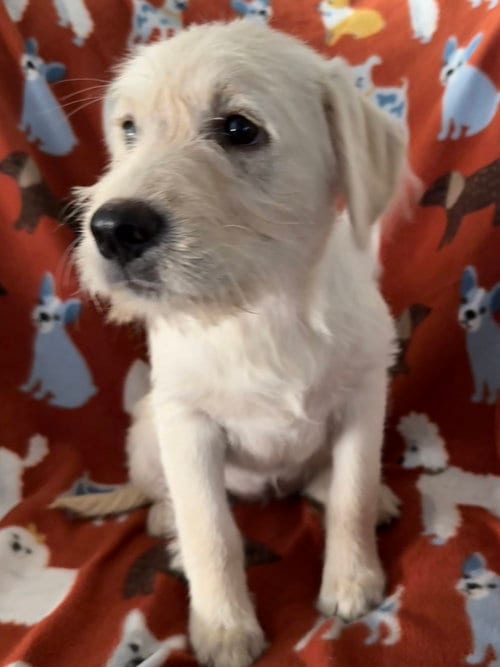 Photo of Moonstone, adoptable Labrador Retriever in The Woodlands, Texas
