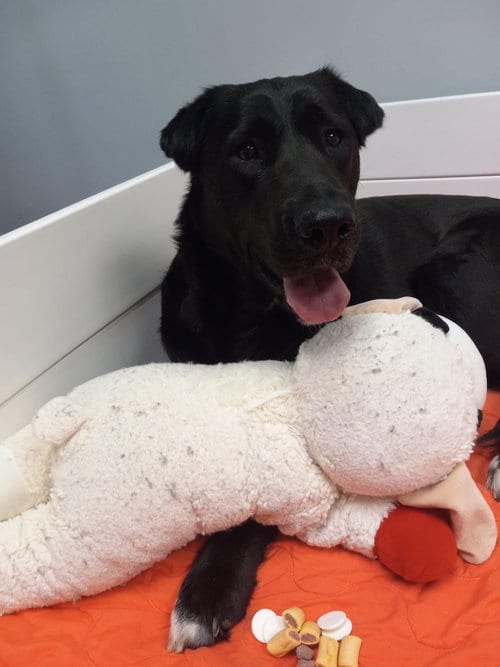 Photo of Medinah, adoptable Labrador Retriever in St. Peters, Missouri
