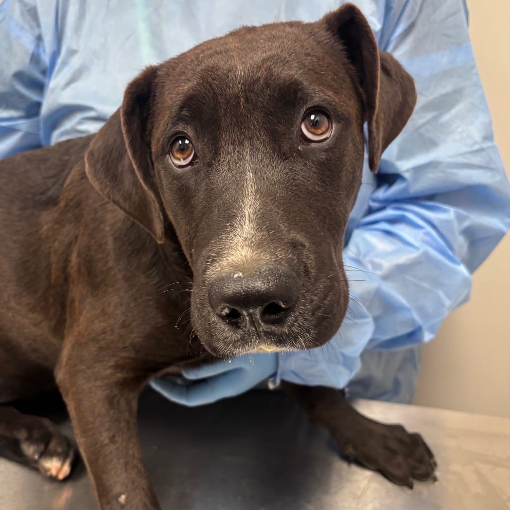 Photo of Moon Pie, adoptable Terrier, American Staffordshire / Mix in Spartanburg, South Carolina