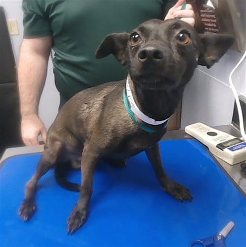 Photo of Charlie Brown, adoptable Chihuahua in Phoenix, Arizona