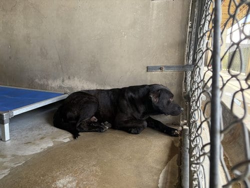 Photo of Eddie, adoptable German Shepherd Dog in San Bernardino, California
