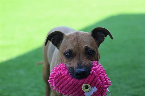 Photo of Amy Lynn, adoptable Black Mouth Cur in Grand Prairie, Texas