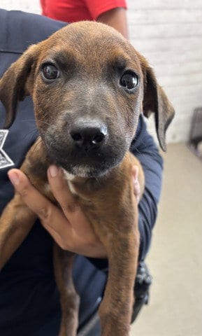 Photo of Baloo, adoptable Pit Bull Terrier in San Bernardino, California