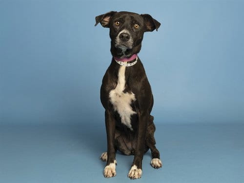 Photo of Betty, adoptable American Pit Bull Terrier in Phoenix, Arizona