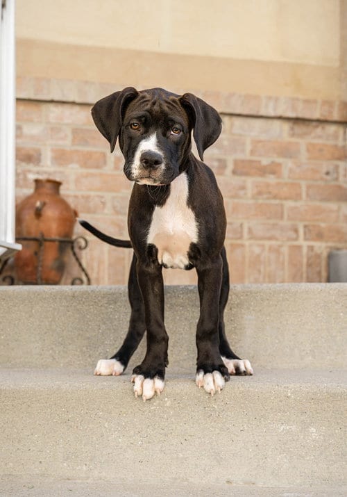 Photo of Maple T Pittie, adoptable Pit Bull Terrier in MIDWAY, Utah