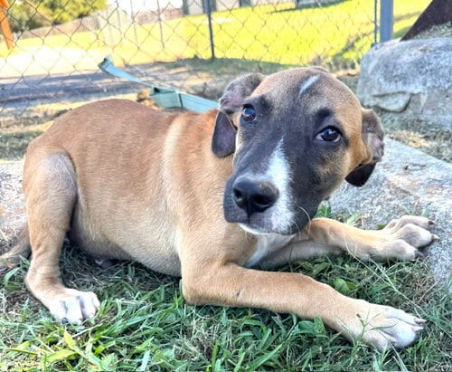 Photo of Tove, adoptable Hound in Tarrytown, Georgia