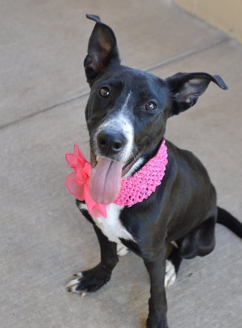 Photo of Potion (In Foster), adoptable Border Collie in McKinney, Texas