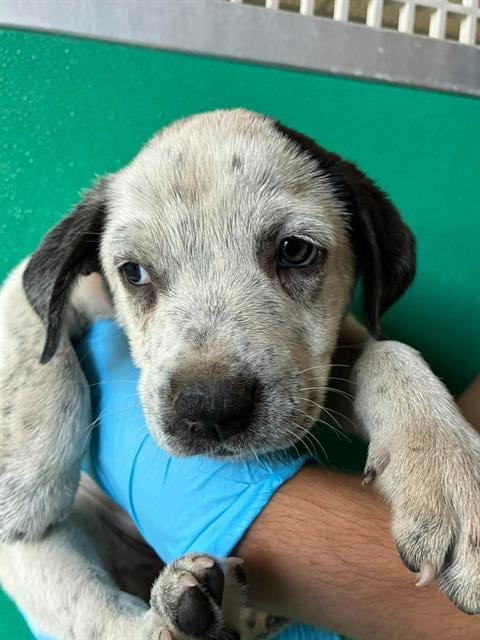Photo of A256466, adoptable Queensland Heeler in Visalia, California