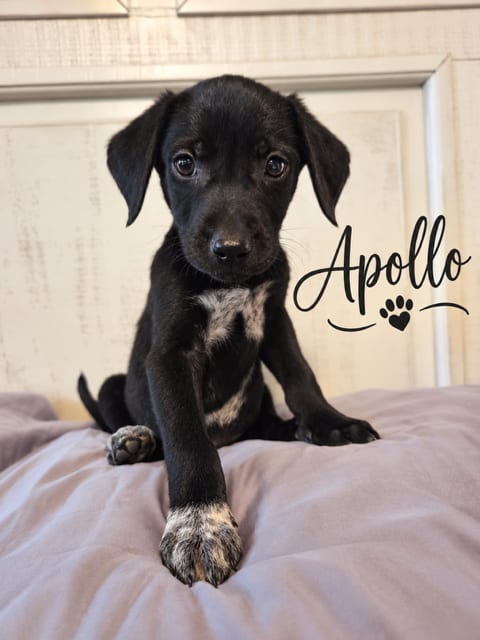 Photo of Apollo, adoptable Flat-coated Retriever in MIDWAY, Utah