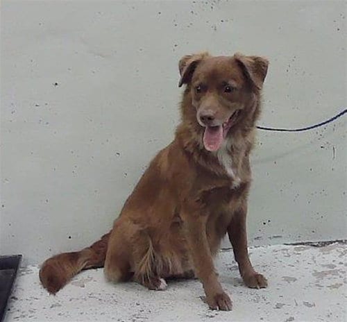 Photo of Farrah, adoptable Labrador Retriever in Houston, Texas