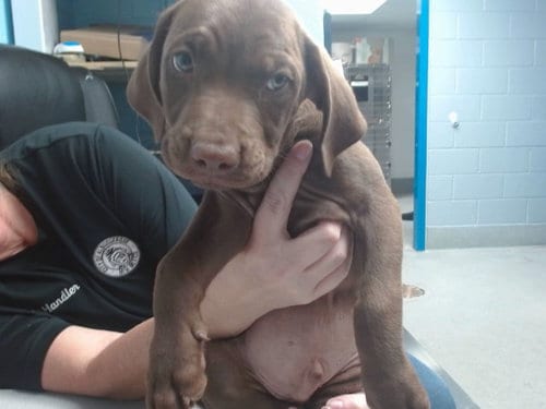 Photo of Quavo, adoptable Labrador Retriever in Albuquerque, New Mexico