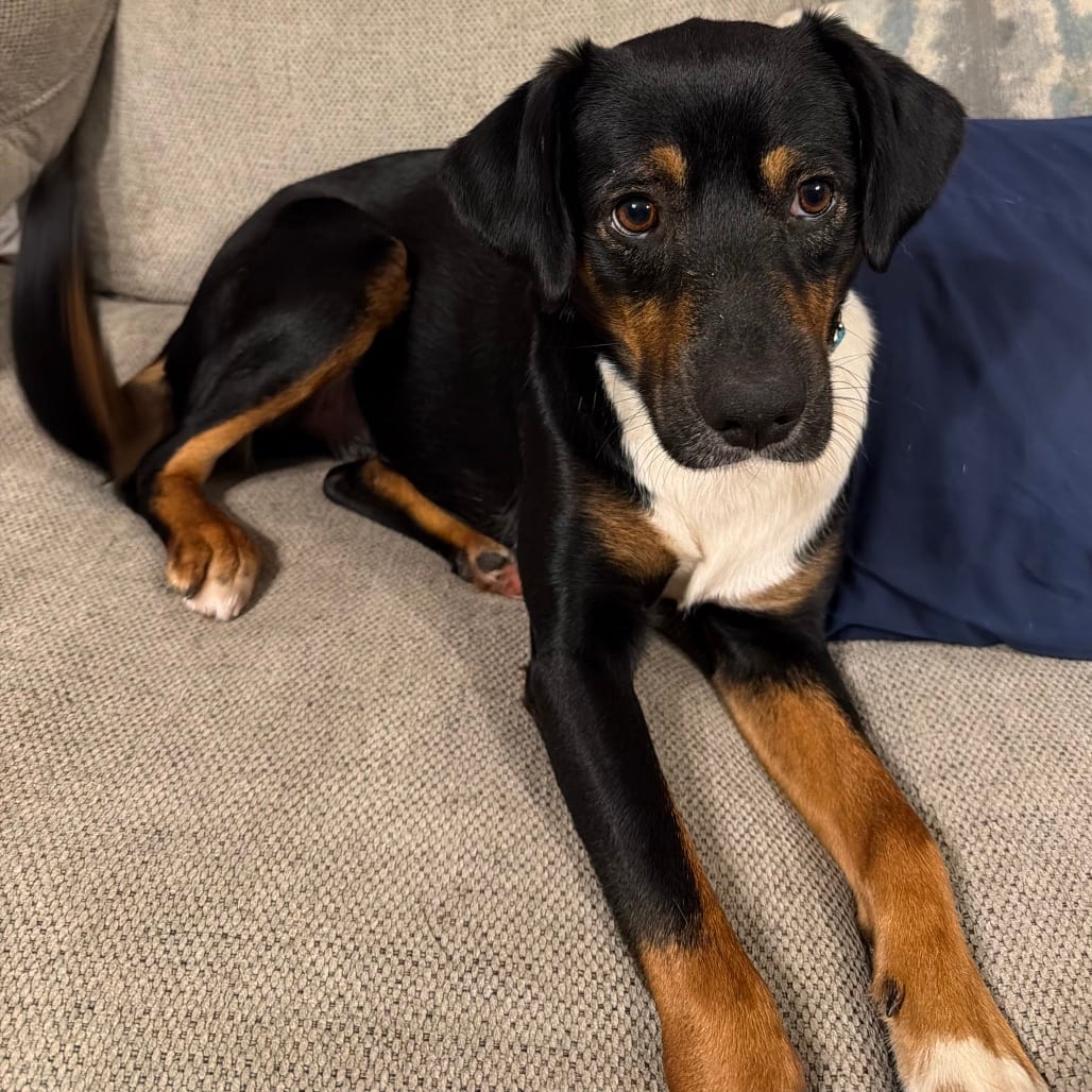 Photo of Roscoe, adoptable Mixed Breed (Medium) in Buffalo, Minnesota