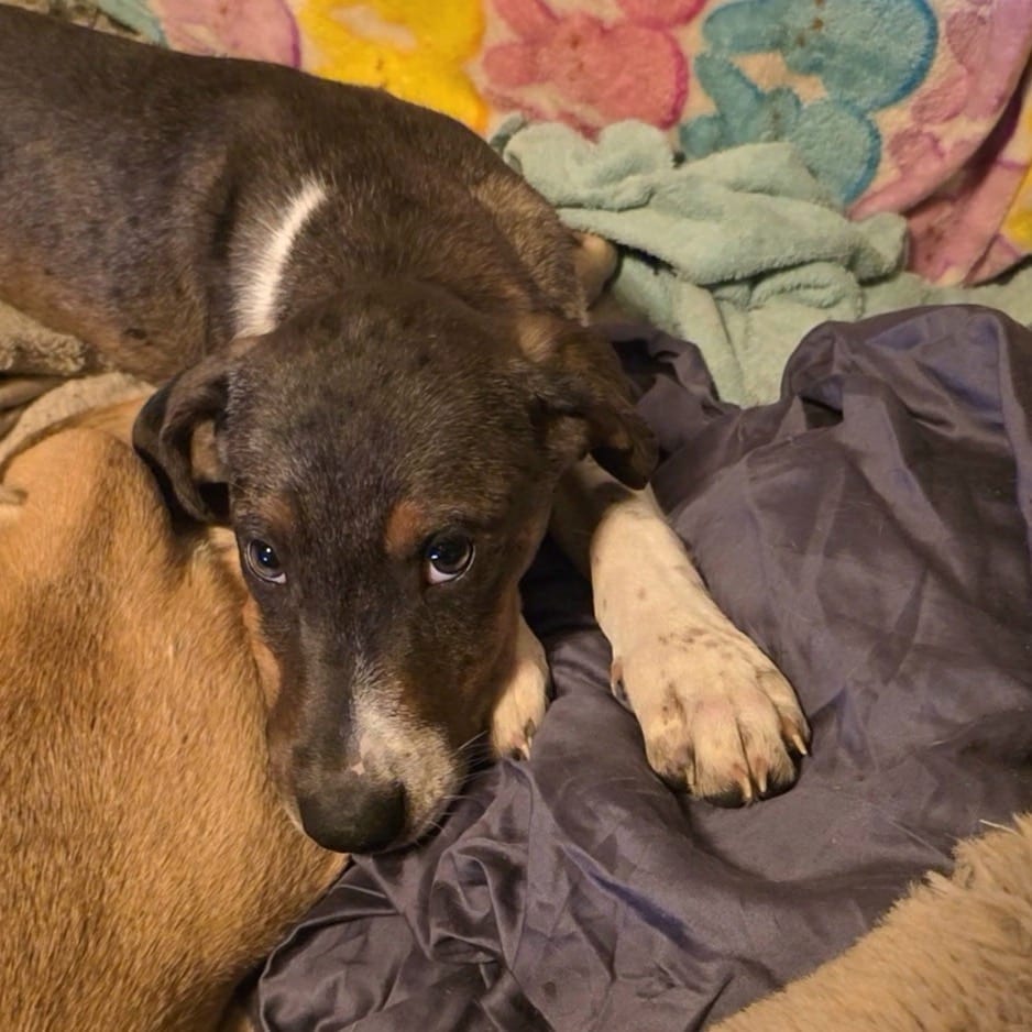 Photo of Beetle, adoptable Hound / Mixed Breed (Medium) in Jersey City, New Jersey