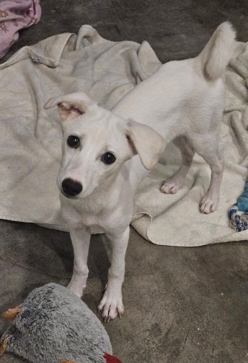 Photo of Saerok, adoptable Chihuahua in Agoura Hills, California