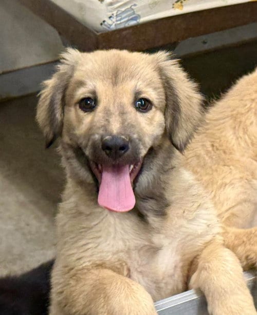 Photo of Waffle, adoptable Anatolian Shepherd in Cave Creek, Arizona