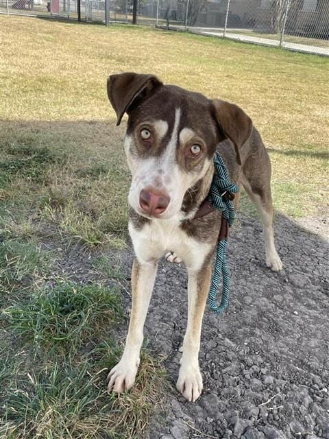 Photo of Allen, adoptable Husky in Corpus Christi, Texas