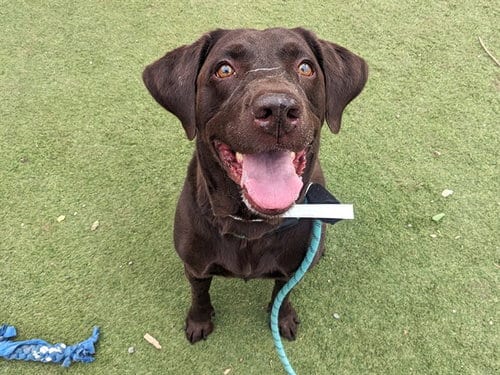 Photo of Tootsie Roll, adoptable Labrador Retriever in Phoenix, Arizona