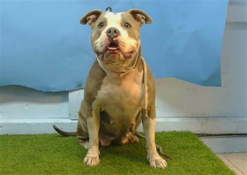 Photo of Latto, adoptable Staffordshire Bull Terrier in Gardena, California