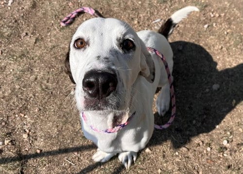 Photo of Milo, adoptable Basset Hound in Pueblo, Colorado