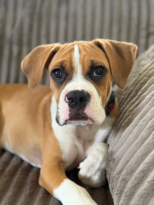 Photo of Kia, adoptable Boxer in Springdale, Pennsylvania