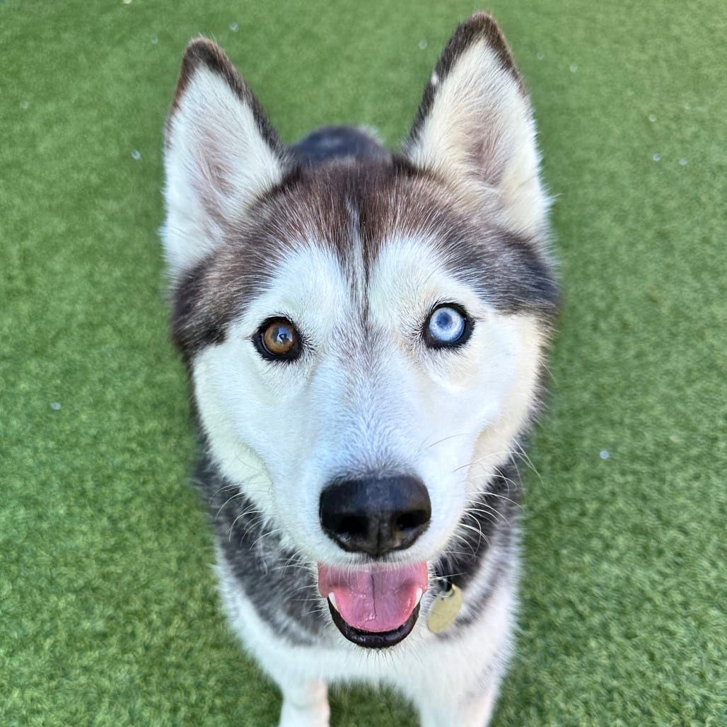 Photo of Lexi, adoptable Husky, Siberian / Mixed Breed (Medium) in Dayton, Ohio