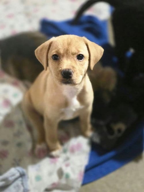 Photo of Peach, adoptable Terrier in Dorr, Michigan