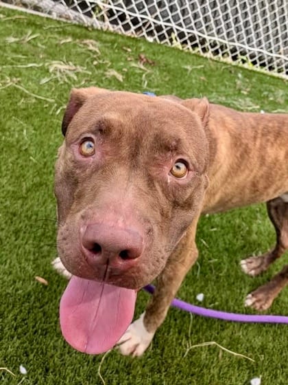 Photo of Booderee 4 (Brownie), adoptable dog in Baltimore, Maryland