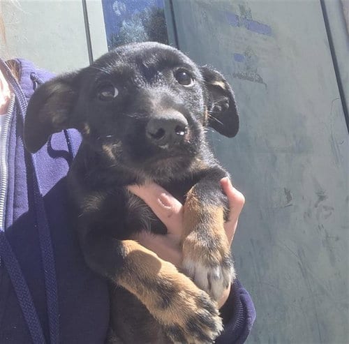 Photo of Pup 2, adoptable Miniature Schnauzer in Sacramento, California