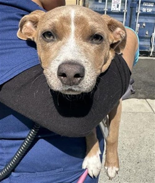 Photo of Piccolo, adoptable Pit Bull Terrier in Sacramento, California