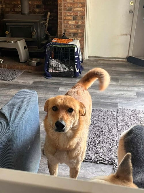 Photo of Cinnamon, adoptable Great Pyrenees in Bountiful, Utah
