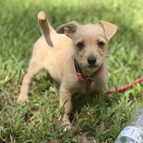 Photo of Makenna, adoptable Chihuahua in Yardley, Pennsylvania