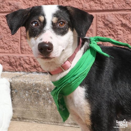 Photo of Lita, adoptable Labrador Retriever in Washington, District of Columbia